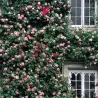 Rožė - Rosa CONSTANCE SPRY ®