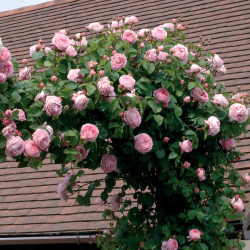 Rožė - Rosa Constance Spry ®