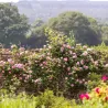 Rožė - Rosa CONSTANCE SPRY ®