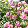 Rožė - Rosa CONSTANCE SPRY ®