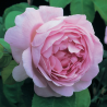 Rosa CONSTANCE SPRY