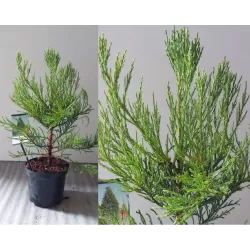 Sequoiadendron giganteum
