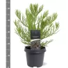 Sequoiadendron giganteum