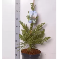 Didysis mamutmedis - Sequoiadendron giganteum GLAUCUM