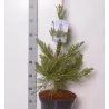 Didysis mamutmedis - Sequoiadendron giganteum GLAUCUM