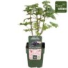 Juodieji serbentai (ekologiški) - Ribes nigrum LITTLE BLACK SUGAR P13 gyva foto (su fotoetikete - organic) 20+CM