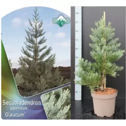 Sequoiadendron giganteum GLAUCUM