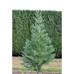 Sequoiadendron giganteum GLAUCUM
