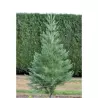 Didysis mamutmedis - Sequoiadendron giganteum GLAUCUM
