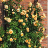 Rožė - Rosa CROWN PRINCESS MARGARETTA ®