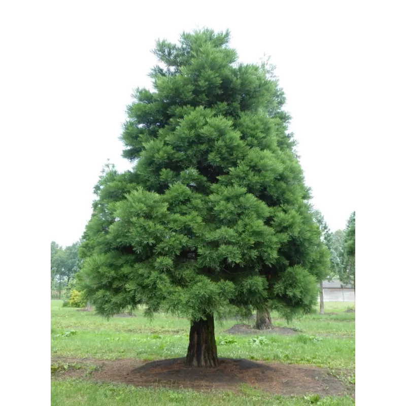 Sequoiadendron giganteum