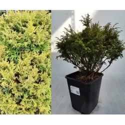 Žirniavaisis puskiparisis - Chamaecyparis pisifera Golden Pin Cushion