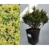Žirniavaisis puskiparisis - Chamaecyparis pisifera Golden Pin Cushion