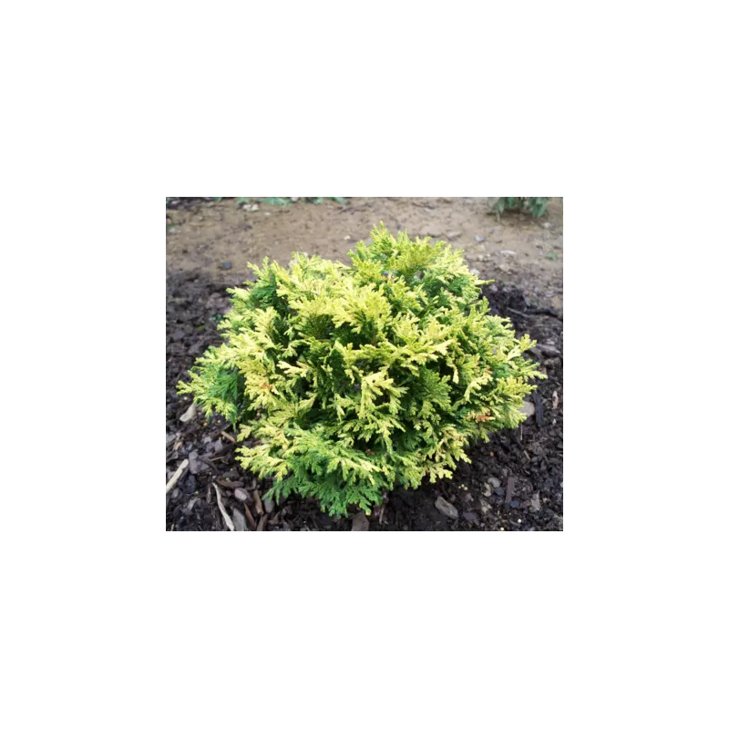 Žirniavaisis puskiparisis - Chamaecyparis pisifera GOLDEN PIN CUSHION