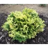Žirniavaisis puskiparisis - Chamaecyparis pisifera Golden Pin Cushion