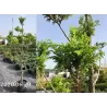 Žirniavaisis puskiparisis - Chamaecyparis pisifera PLUMOSA AUREA