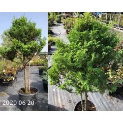 Žirniavaisis puskiparisis - Chamaecyparis pisifera PLUMOSA AUREA