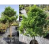 Žirniavaisis puskiparisis - Chamaecyparis pisifera PLUMOSA AUREA