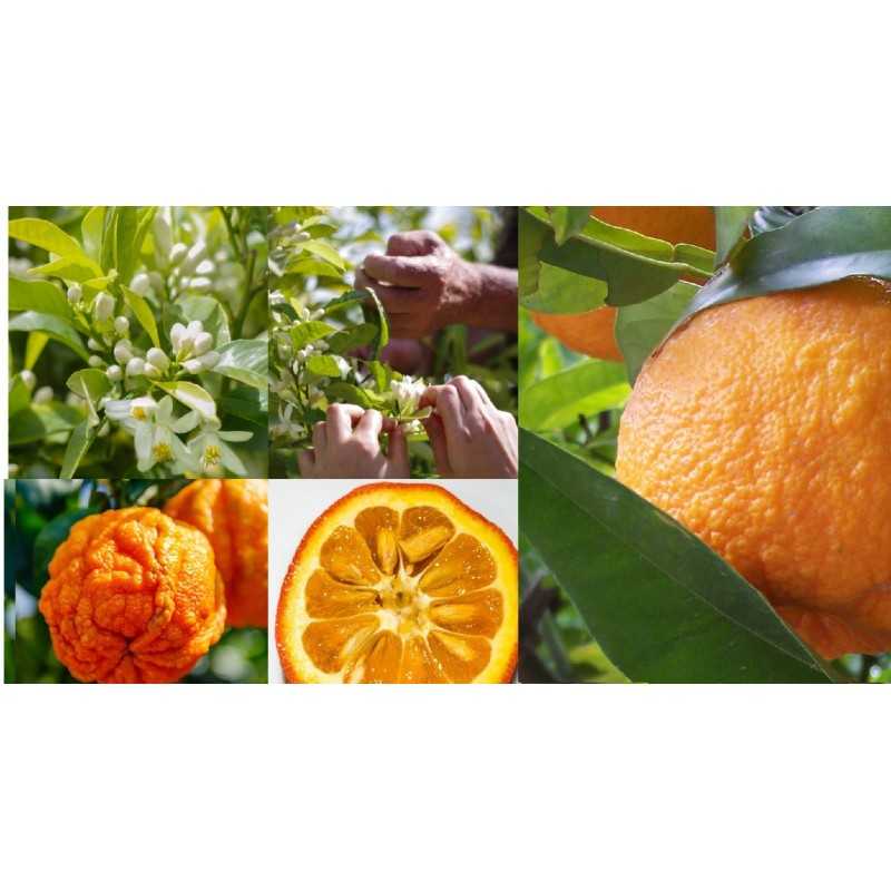 Kartusis apelsinas - Citrus aurantium (bergamot)