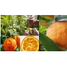 Kartusis apelsinas - Citrus aurantium (bergamot)