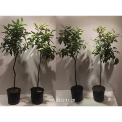 Kartusis apelsinas - Citrus aurantium (bergamot)