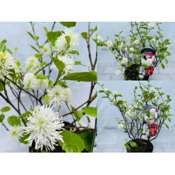 Didysis vokarnis - Fothergilla major