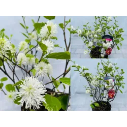 Didysis vokarnis - Fothergilla major