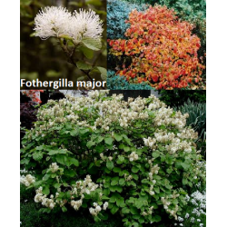 Didysis vokarnis - Fothergilla major