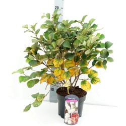 Didysis vokarnis - Fothergilla major