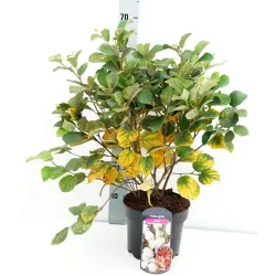 Didysis vokarnis - Fothergilla major