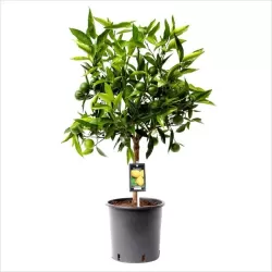 Citrusas - Citrus floridana limequat