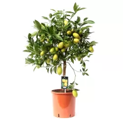 Citrusas - Citrus floridana limequat