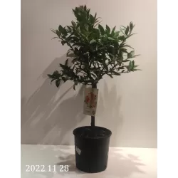 Citrusas - Citrus floridana limequat