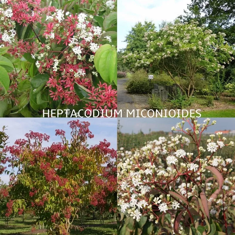Rudeninė alyva - Heptacodium miconioides