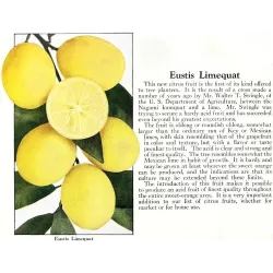 Citrusas - Citrus floridana limequat