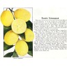 Citrusas - Citrus floridana limequat