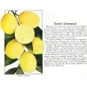 Citrusas - Citrus floridana limequat