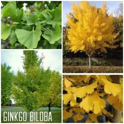 Dviskiaučių ginkmedžių sodinukai su pristatymu į namus