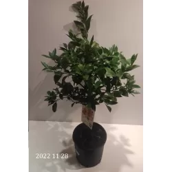Citrusas - Citrus floridana limequat