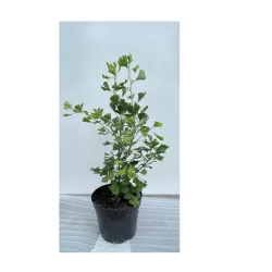 Medžiai ir krūmai internetu su pristatymu į namus visoje Lietuvoje