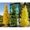 Dviskiautis ginkmedis - Ginkgo biloba FASTIGIATA BLAGON