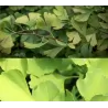 Dviskiautis ginkmedis - Ginkgo biloba FASTIGIATA BLAGON