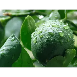 Citrus meyeri Meyer Lemon LISA