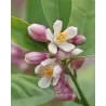 Citrus meyeri Meyer Lemon LISA