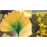 Dviskiautis ginkmedis - Ginkgo biloba MENHIR