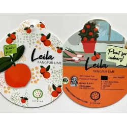 Citrusas laimas - Citrus limetta rossa LEILA