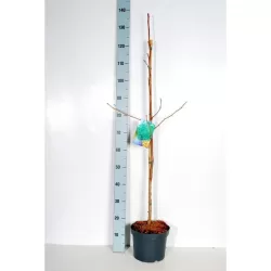 Dviskiaučių ginkmedžių sodinukai su pristatymu į namus