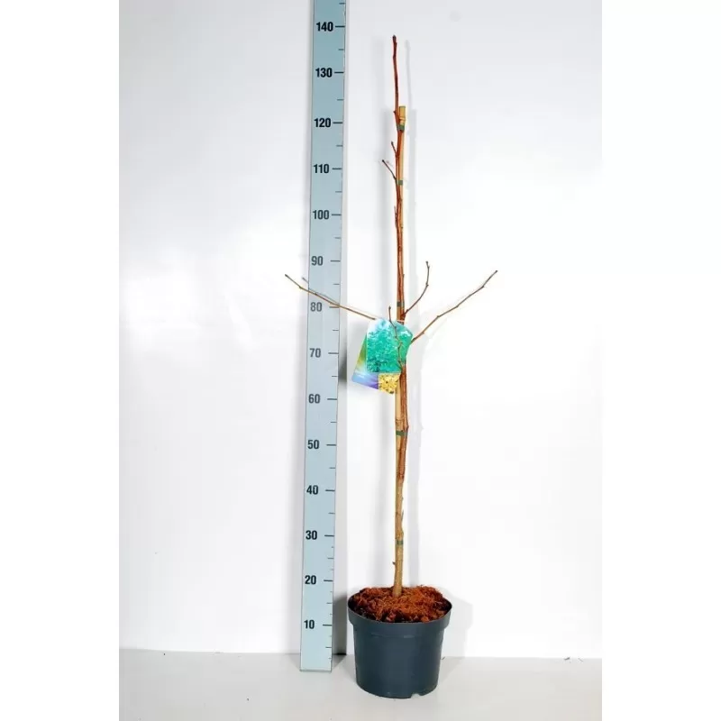 Dviskiaučių ginkmedžių sodinukai su pristatymu į namus