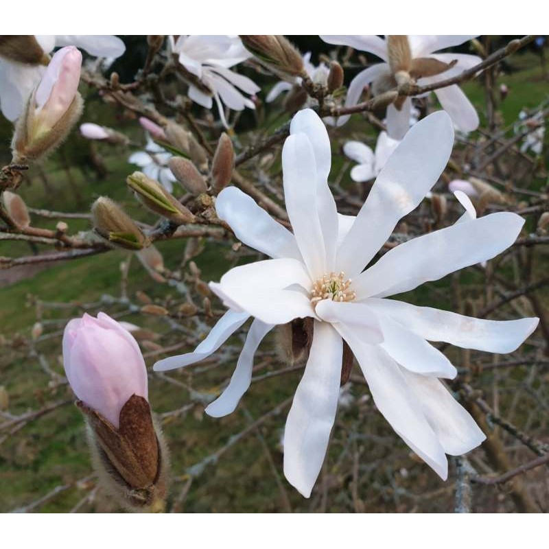Žvaigždinė magnolija - Magnolia stellata ROSEA