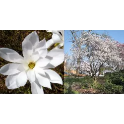 Magnolia stellata WATERLILY
